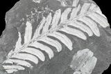Fossil Seed Fern (Alethopteris & Neuropteris) Plate -Pennsylvania #168377-1